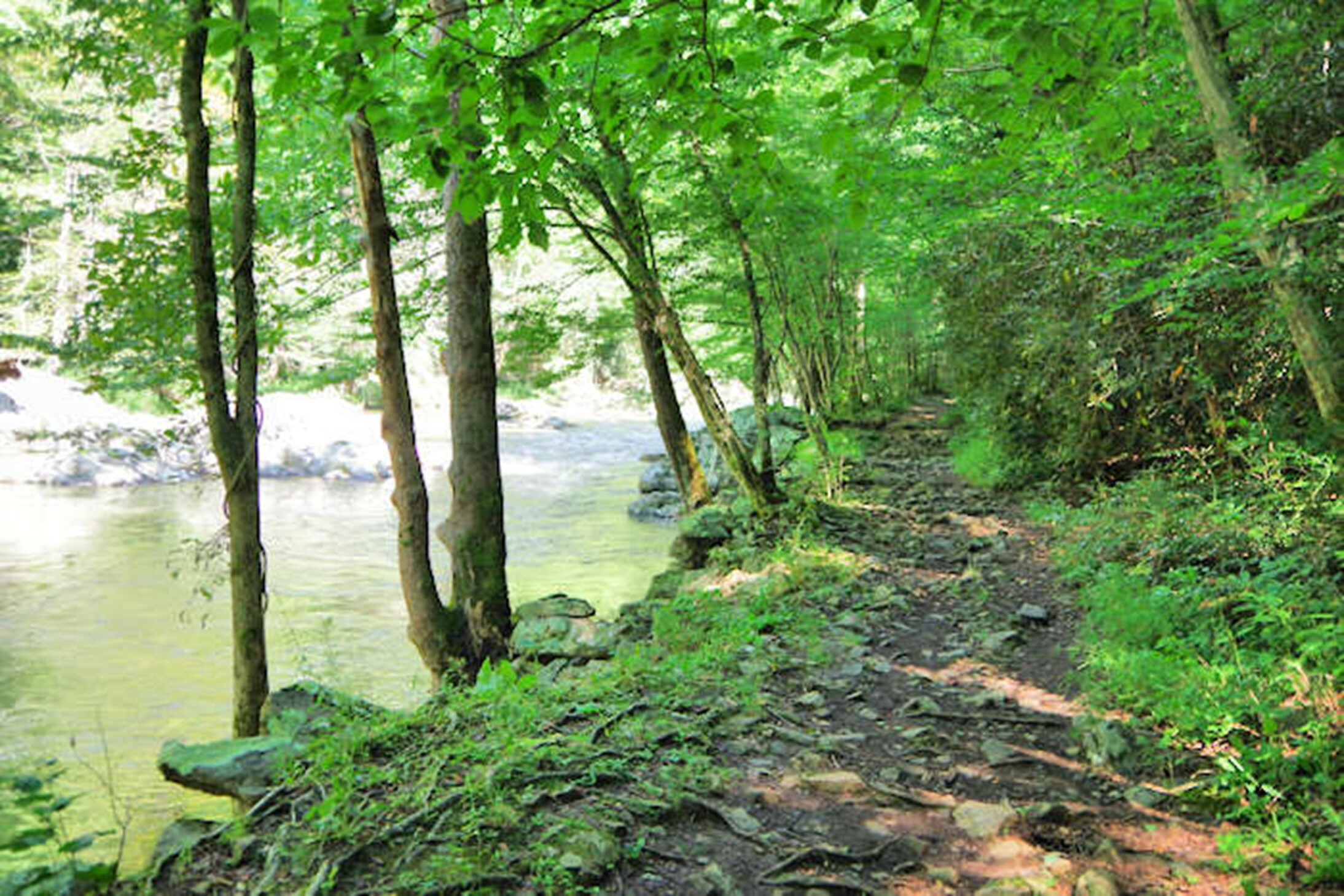 Laurel_River_Trail